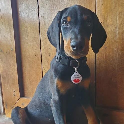 PetHub QR ID Pet Tag - KIss Me I'm Rescued - Doot's Pet LLC Collars For A Cause