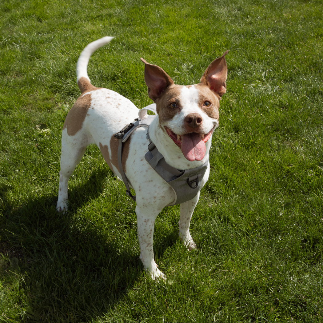 Magnetic Dog Harness - Doot's Pet LLC Collars For A Cause