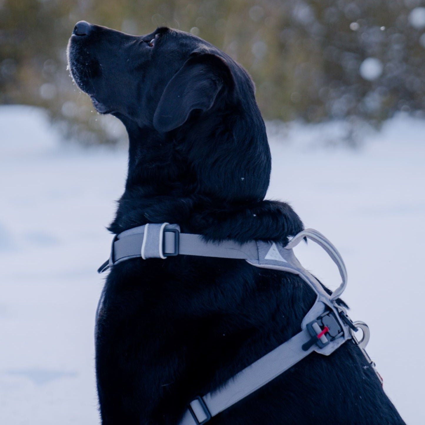 Magnetic Dog Harness - Doot's Pet LLC Collars For A Cause