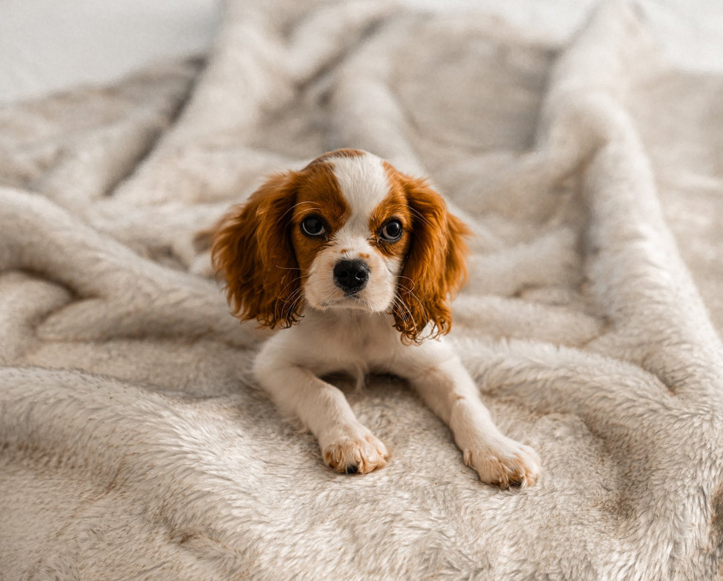 PupProtector™ Short Fur Waterproof Throw Blanket - White with Brown Accents - Doot's Pet LLC Collars For A Cause