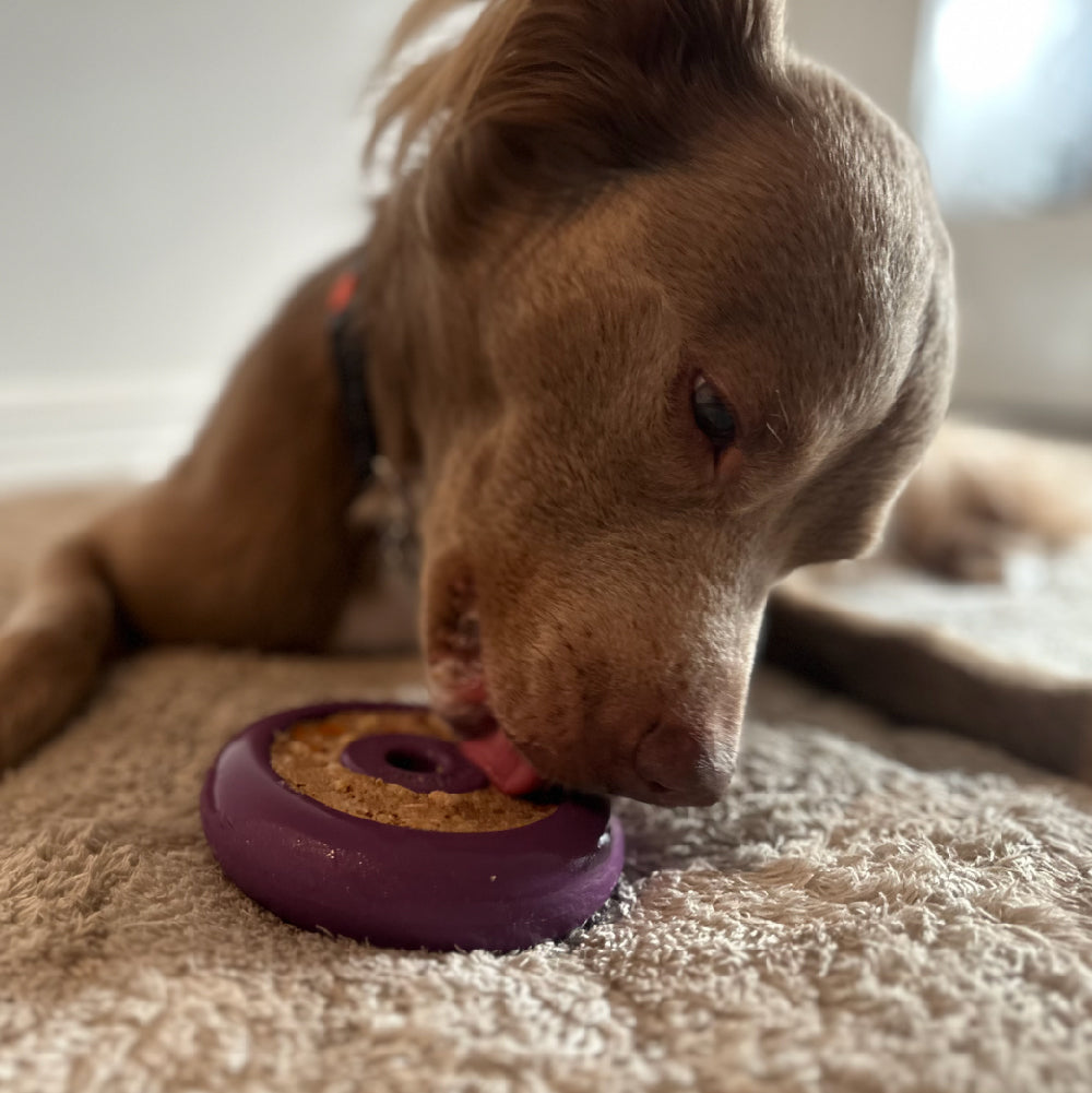 Freez Doughnut - Super Durable Treat Toy - Doot's Pet LLC Collars For A Cause