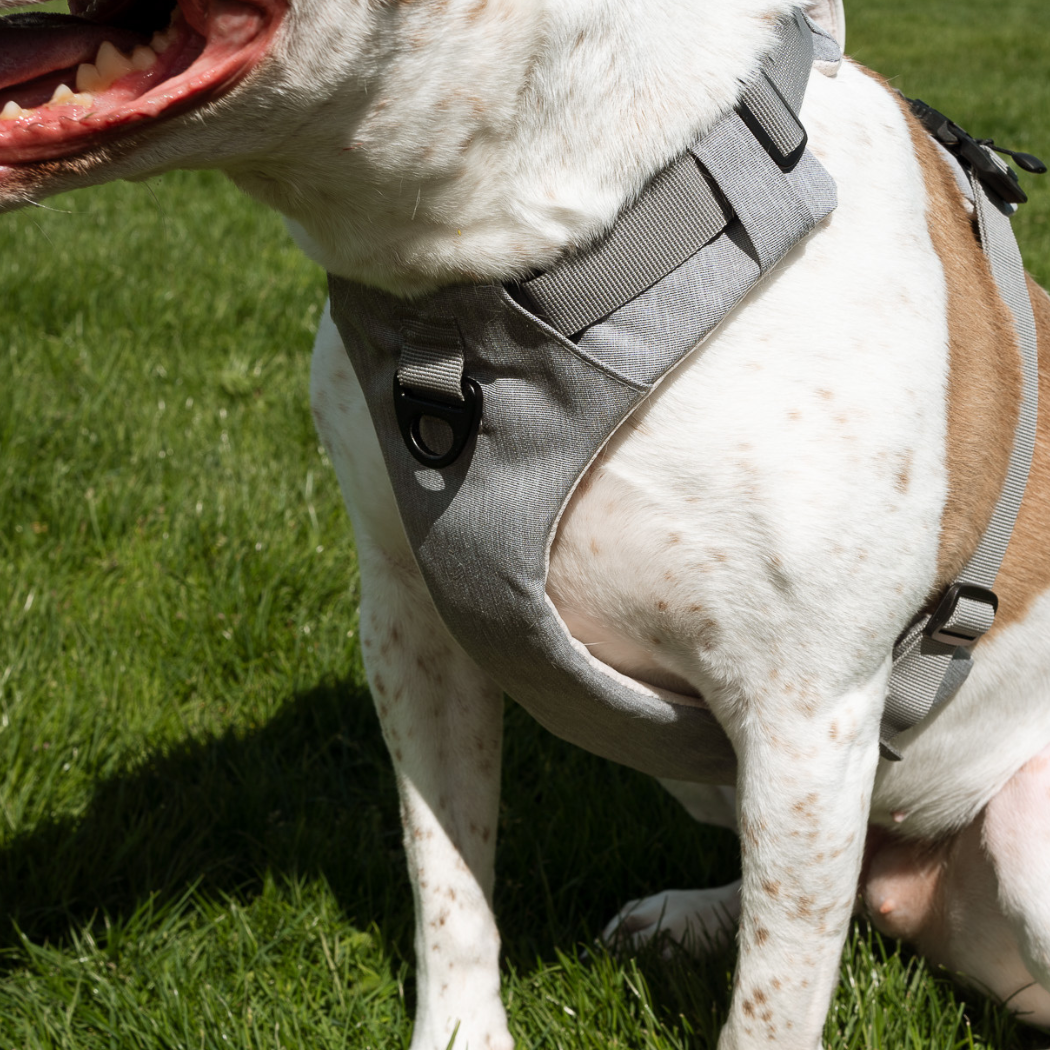 Magnetic Dog Harness - Doot's Pet LLC Collars For A Cause