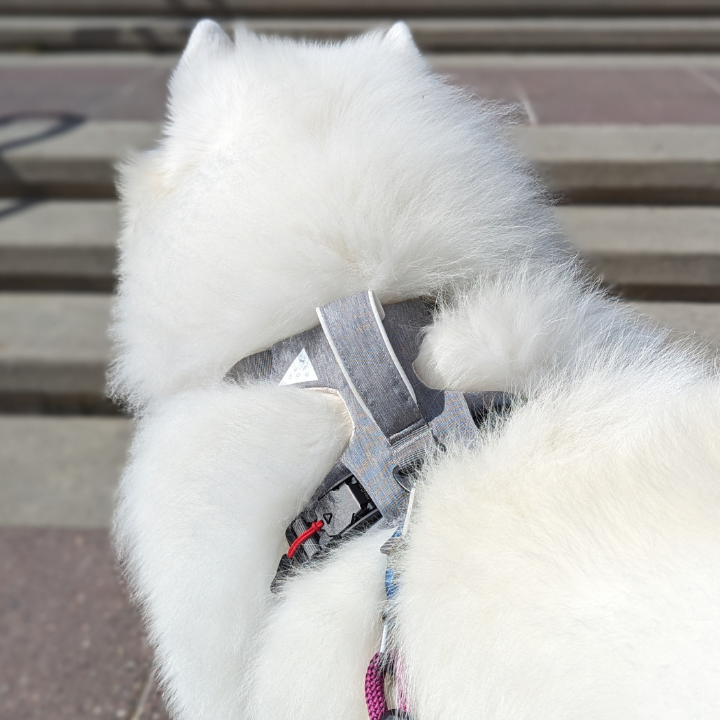 Magnetic Dog Harness - Doot's Pet LLC Collars For A Cause