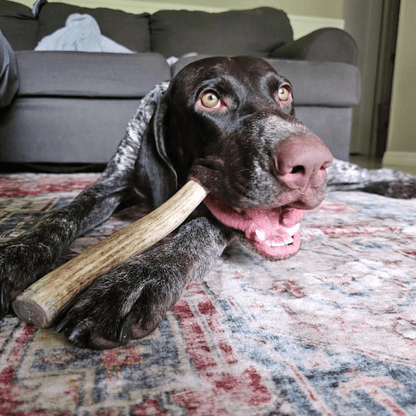 REINDEER ANTLERS FOR DOGS | ANTLER DOG CHEWS FOR AGGRESSIVE CHEWERS