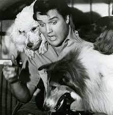 Lucy Loo Treats - Tilly’s Treat - Peanut Butter, Banana, & Bacon (7.5 oz. Bag)