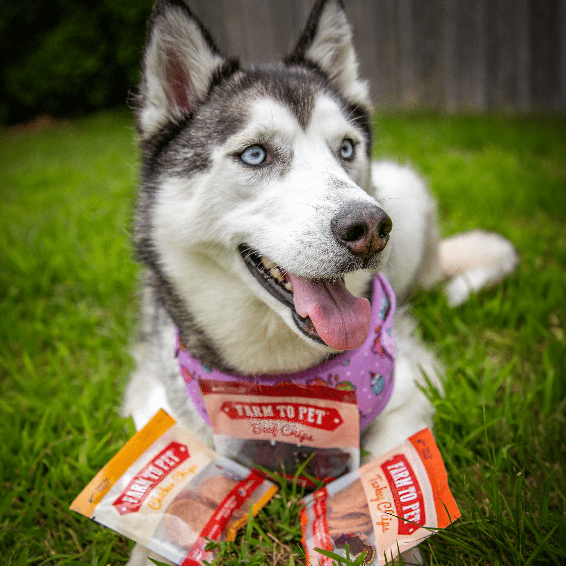 Snack Pack Dog Treat Sampler - Doot's Pet LLC Collars For A Cause