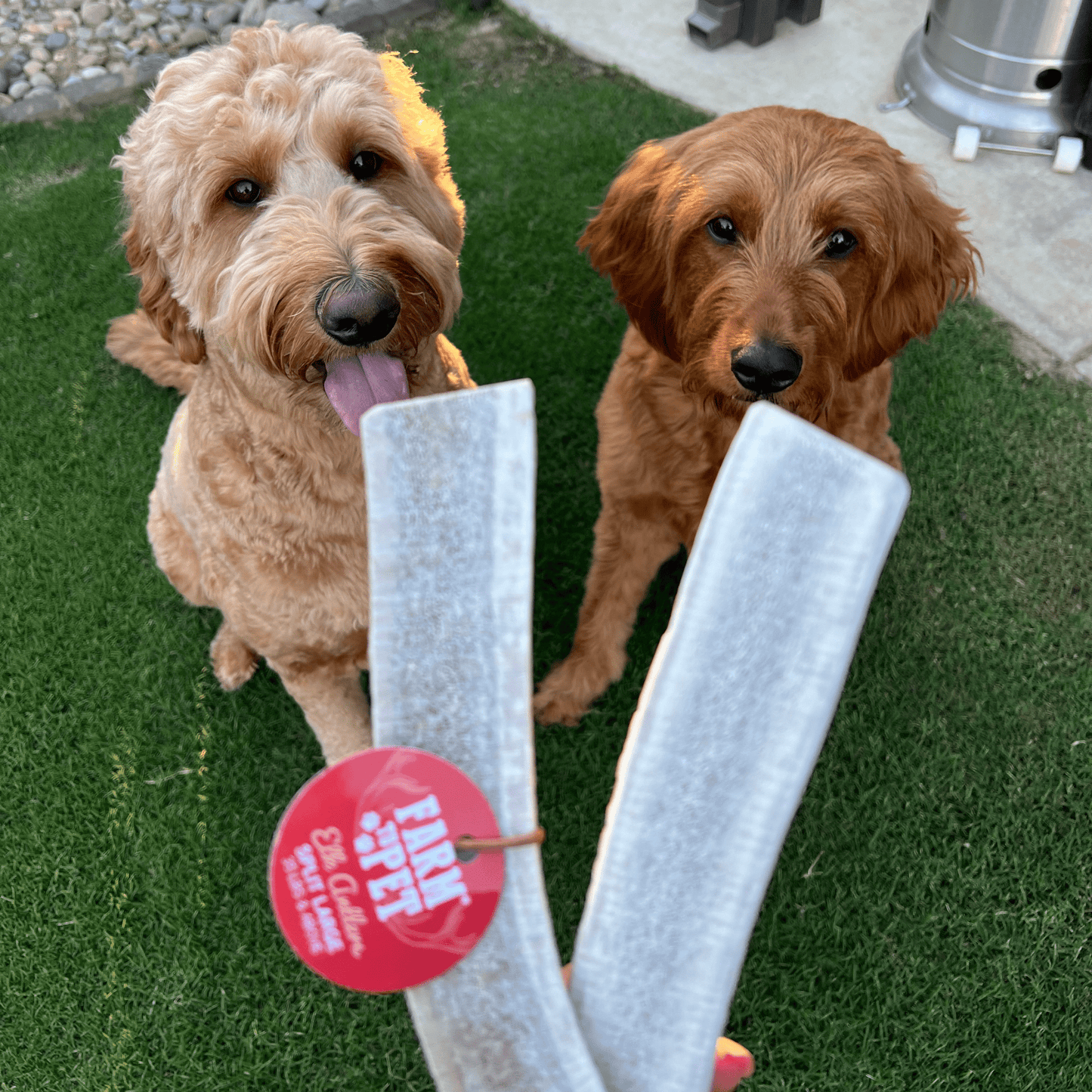 Elk Antler Dog Chews | All-Natural Whole and Split Elk Antler Chews for Dogs - Doot's Pet LLC Collars For A Cause