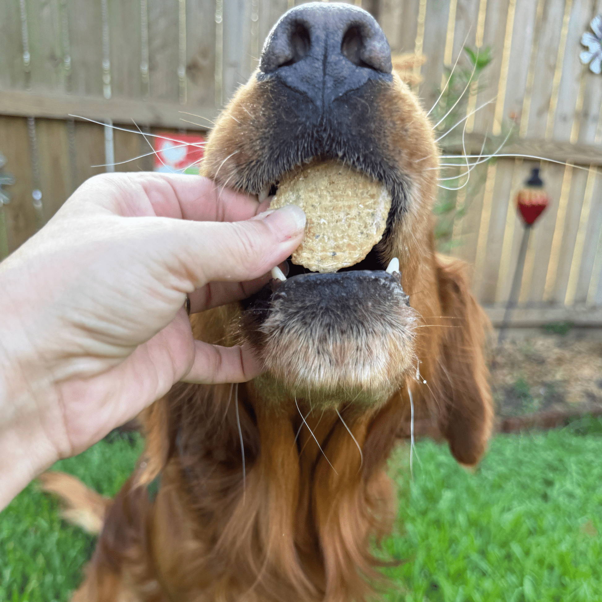 Fish Chips Snack Pack Bundles | Dog Treats for Training & Travel - Doot's Pet LLC Collars For A Cause