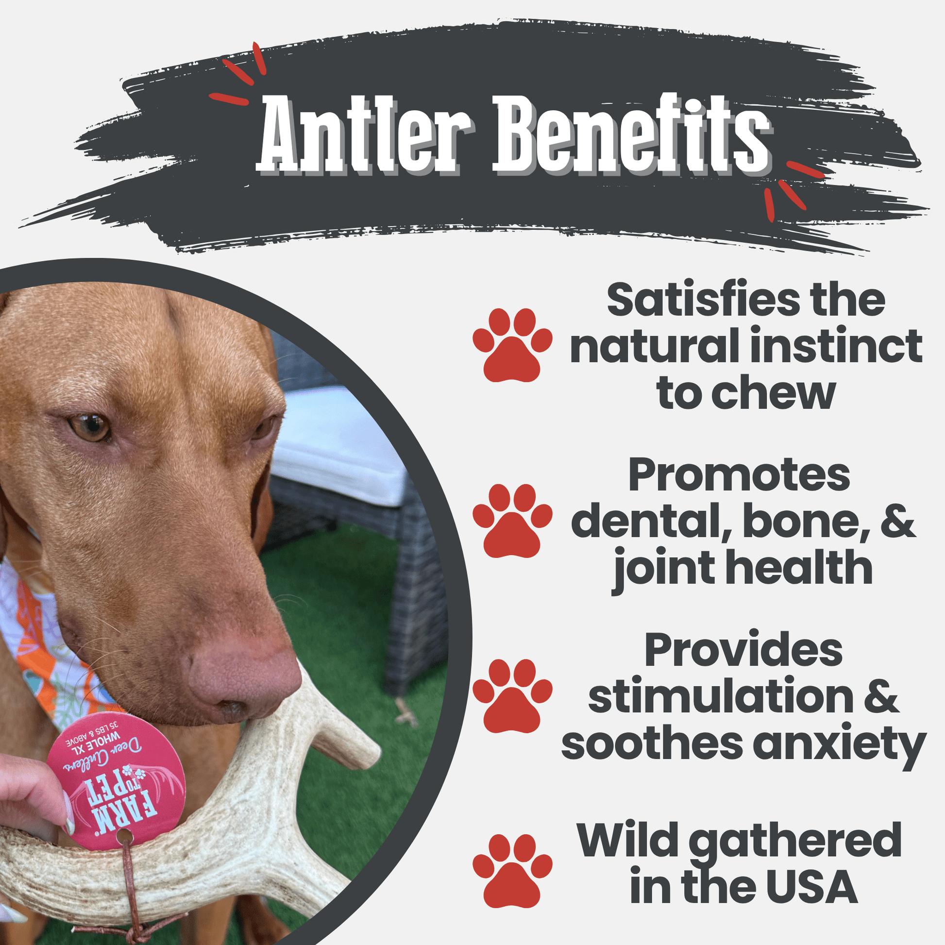 Deer Antler Dog Chews | Organic Chews for Dogs - Doot's Pet LLC Collars For A Cause