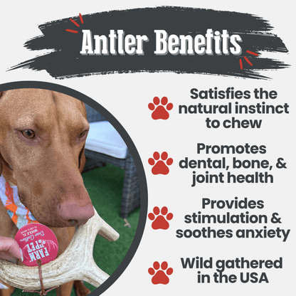 Deer Antler Dog Chews | Organic Chews for Dogs - Doot's Pet LLC Collars For A Cause