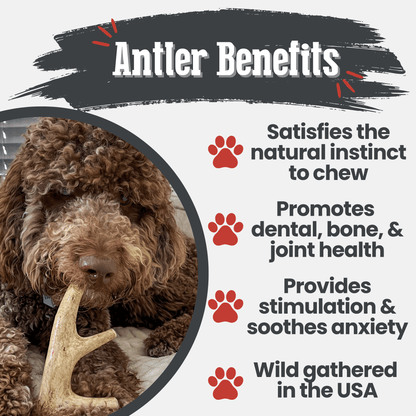 Deer Antler Dog Chews | Organic Chews for Dogs - Doot's Pet LLC Collars For A Cause