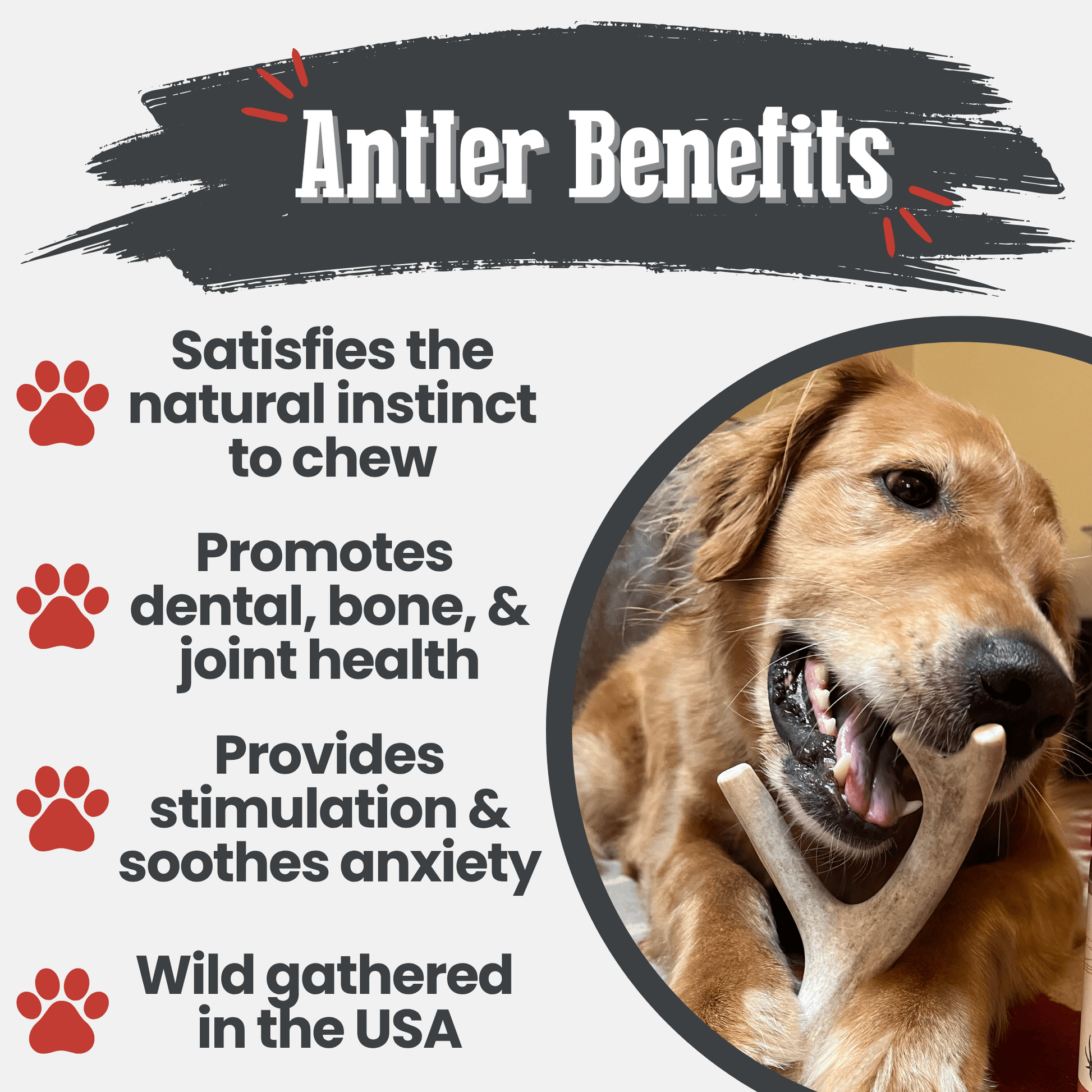 Deer Antler Dog Chews | Organic Chews for Dogs - Doot's Pet LLC Collars For A Cause