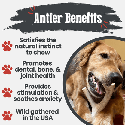 Deer Antler Dog Chews | Organic Chews for Dogs - Doot's Pet LLC Collars For A Cause