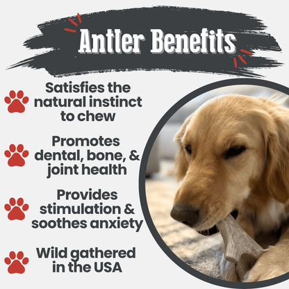 Deer Antler Dog Chews | Organic Chews for Dogs - Doot's Pet LLC Collars For A Cause