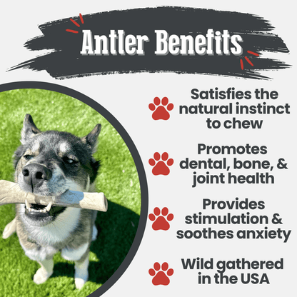 Reindeer Antler Dog Chews | Organic Chews for Dogs - Doot's Pet LLC Collars For A Cause