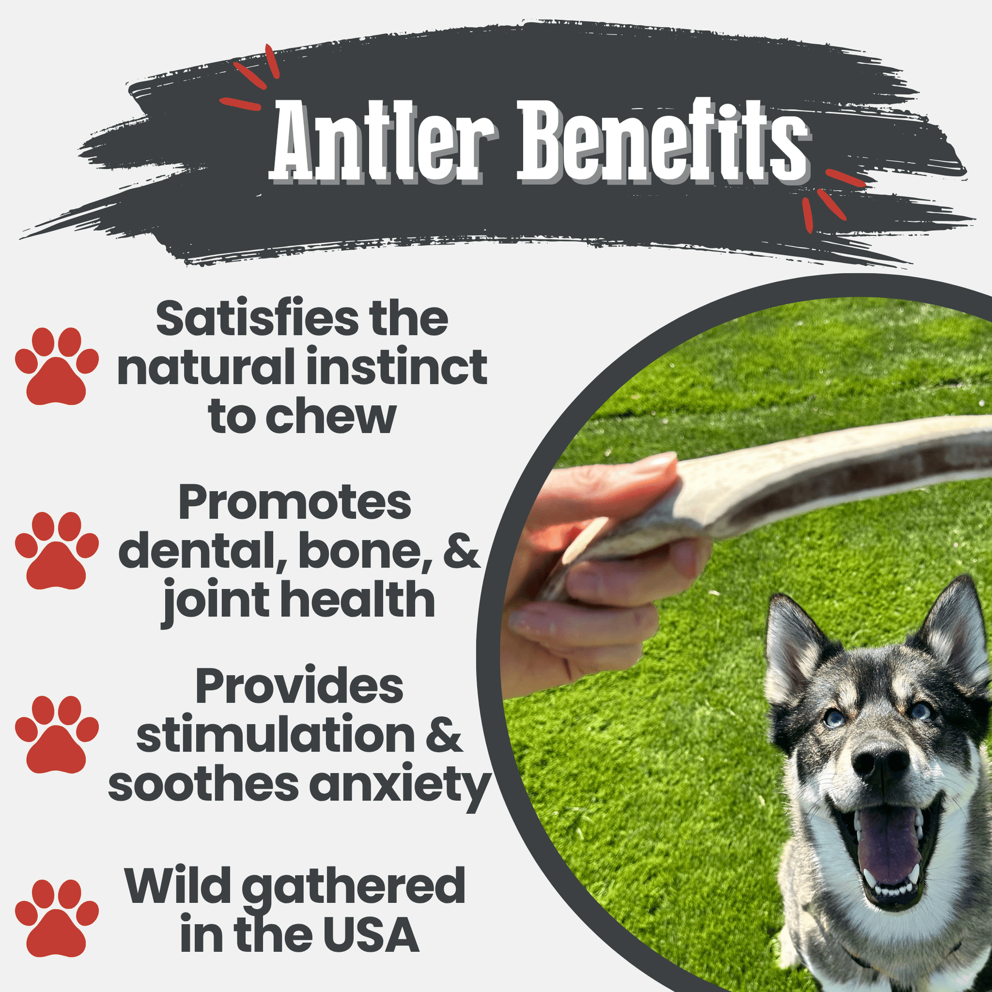 Reindeer Antler Dog Chews | Organic Chews for Dogs - Doot's Pet LLC Collars For A Cause