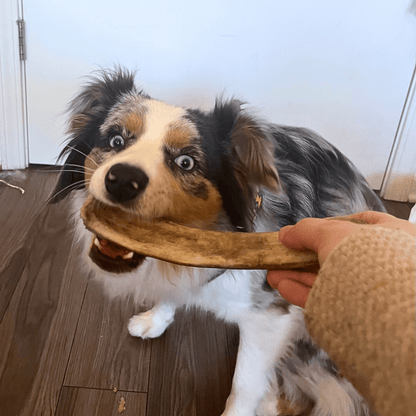 Reindeer Antler Dog Chews | Organic Chews for Dogs - Doot's Pet LLC Collars For A Cause