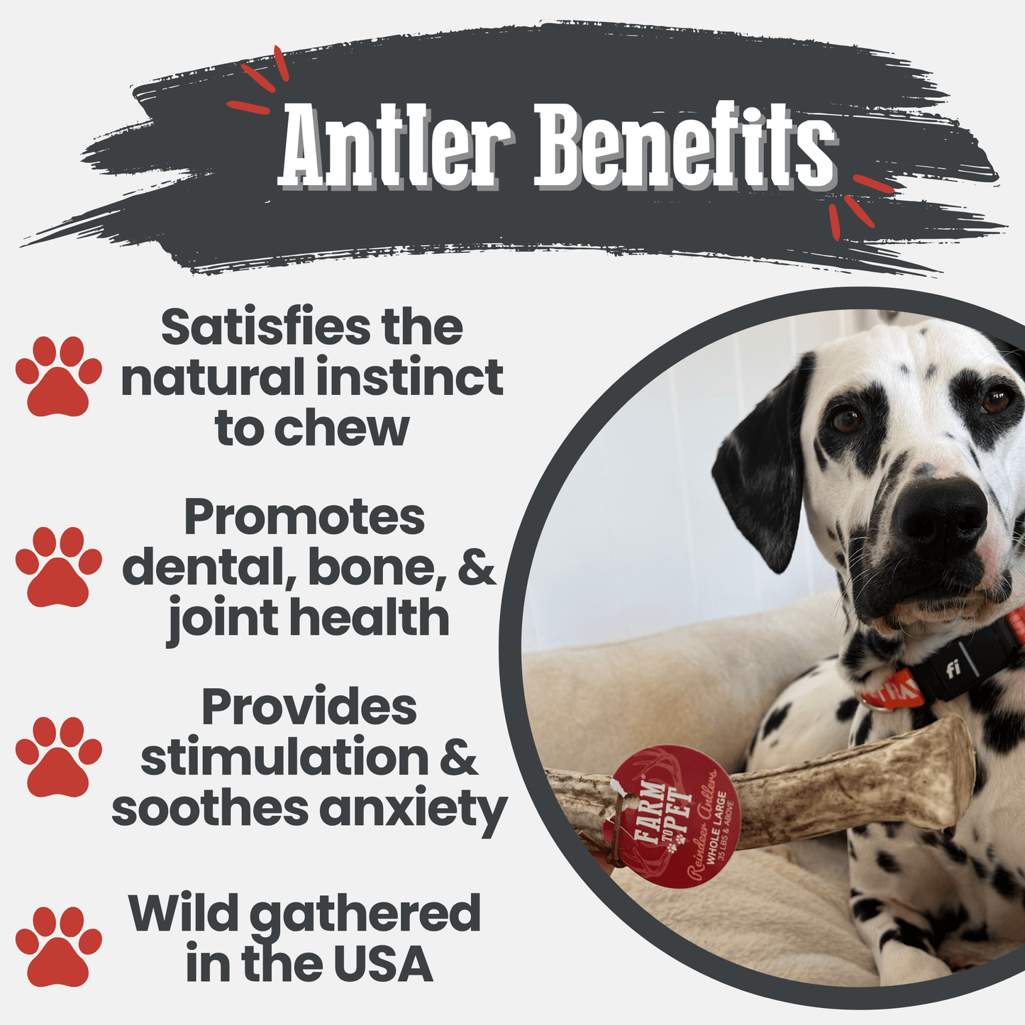 Reindeer Antler Dog Chews | Organic Chews for Dogs - Doot's Pet LLC Collars For A Cause
