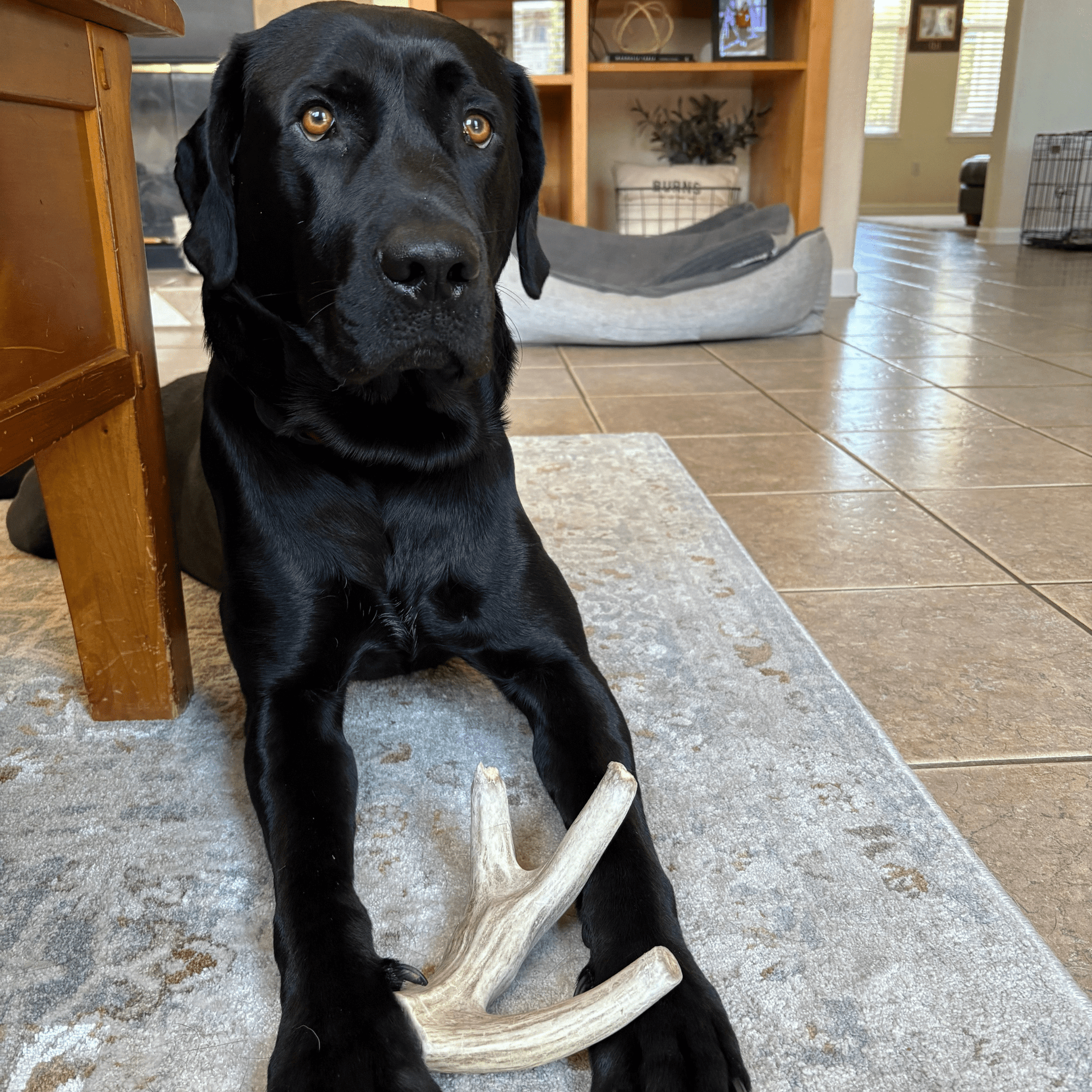 Deer Antler Dog Chews | Organic Chews for Dogs - Doot's Pet LLC Collars For A Cause