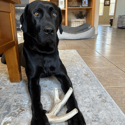 Deer Antler Dog Chews | Organic Chews for Dogs - Doot's Pet LLC Collars For A Cause