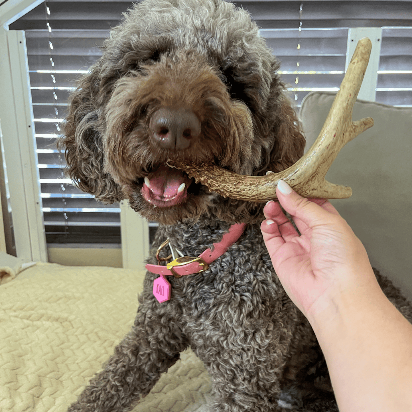 Deer Antler Dog Chews | Organic Chews for Dogs - Doot's Pet LLC Collars For A Cause