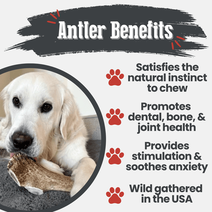Elk Antler Dog Chews | All-Natural Whole and Split Elk Antler Chews for Dogs - Doot's Pet LLC Collars For A Cause