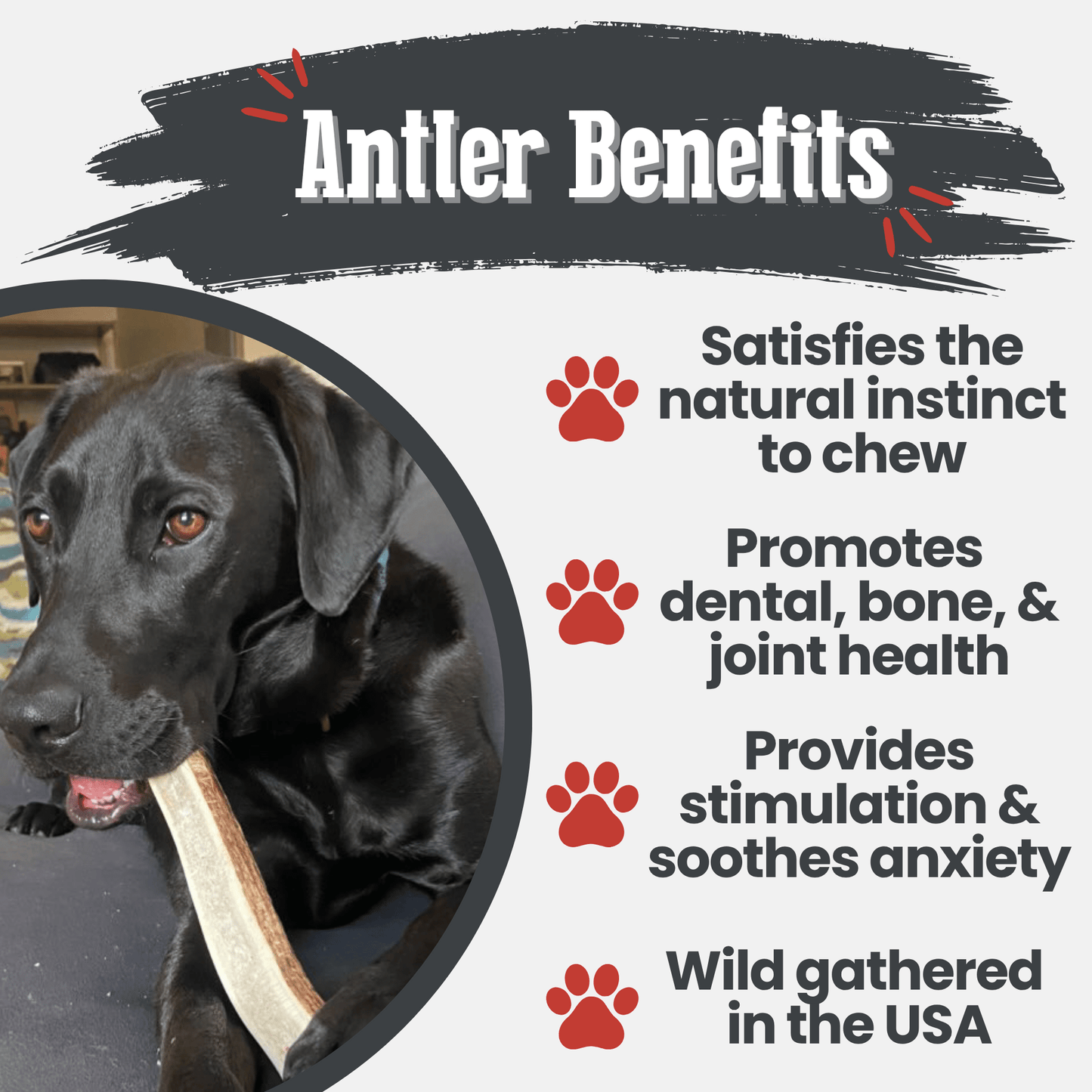 Elk Antler Dog Chews | All-Natural Whole and Split Elk Antler Chews for Dogs - Doot's Pet LLC Collars For A Cause