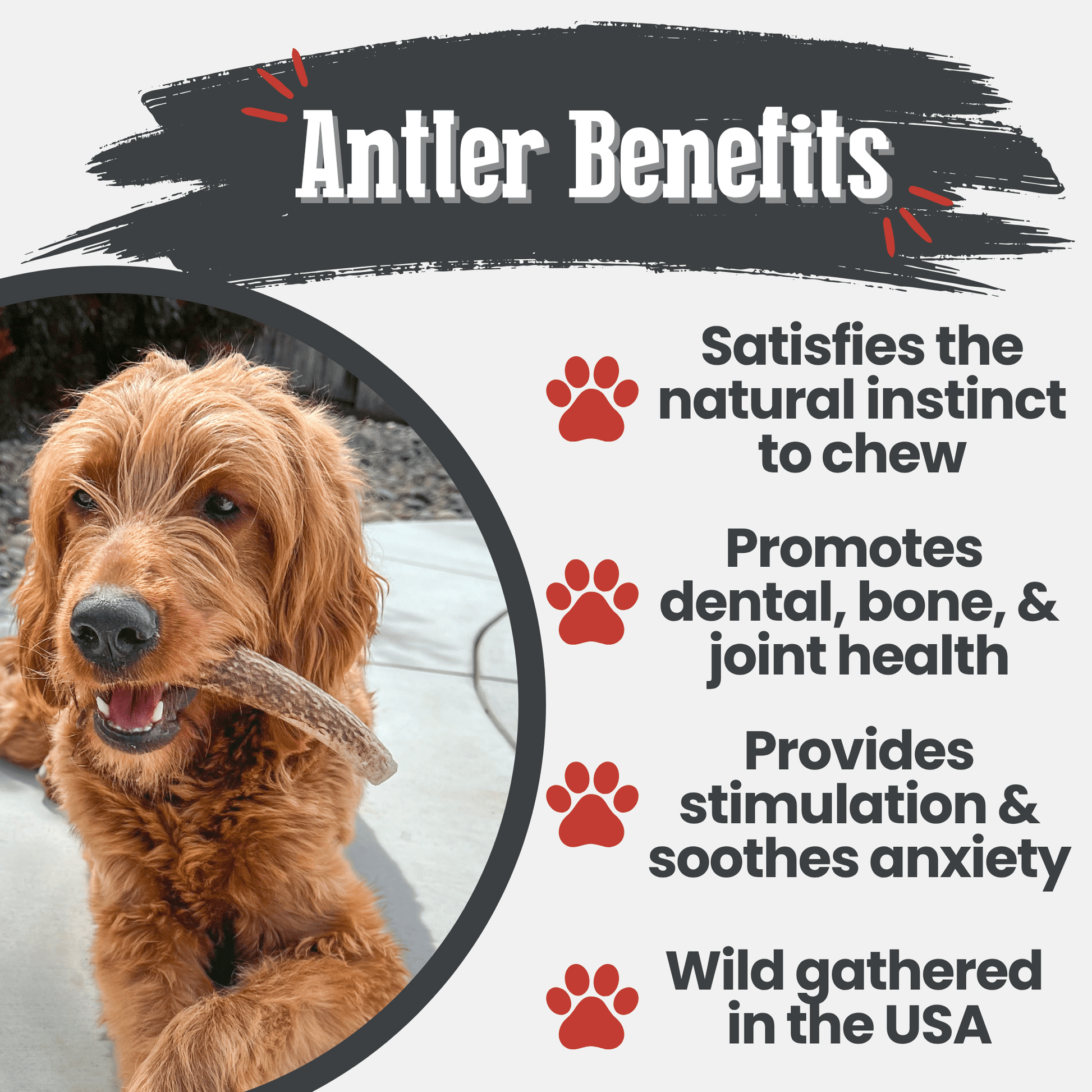 Elk Antler Dog Chews | All-Natural Whole and Split Elk Antler Chews for Dogs - Doot's Pet LLC Collars For A Cause