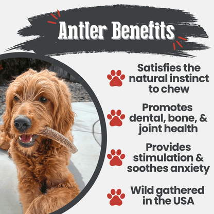 Elk Antler Dog Chews | All-Natural Whole and Split Elk Antler Chews for Dogs - Doot's Pet LLC Collars For A Cause
