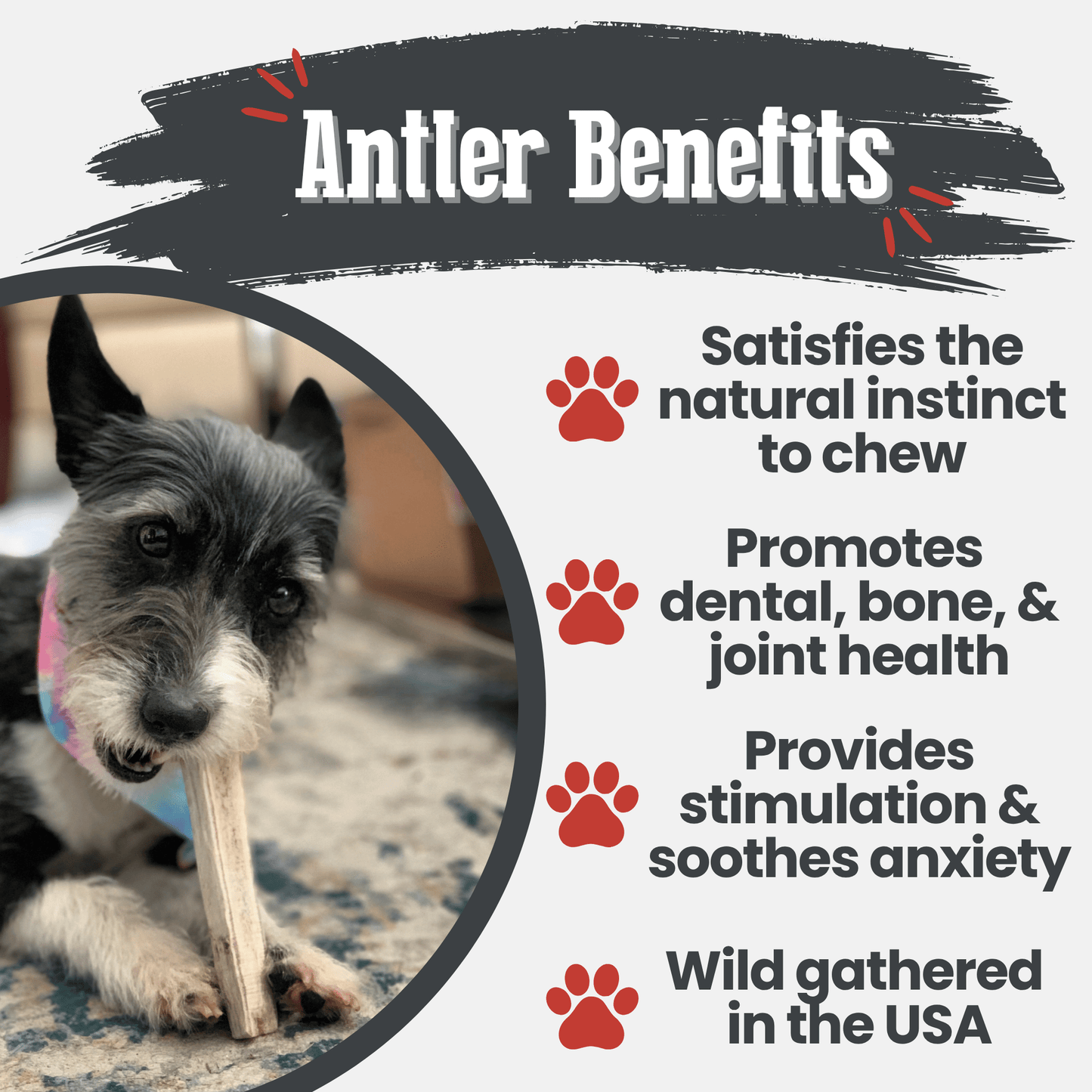 Elk Antler Dog Chews | All-Natural Whole and Split Elk Antler Chews for Dogs - Doot's Pet LLC Collars For A Cause