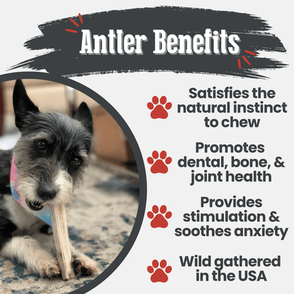 Elk Antler Dog Chews | All-Natural Whole and Split Elk Antler Chews for Dogs - Doot's Pet LLC Collars For A Cause