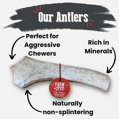 Elk Antler Dog Chews | All-Natural Whole and Split Elk Antler Chews for Dogs - Doot's Pet LLC Collars For A Cause