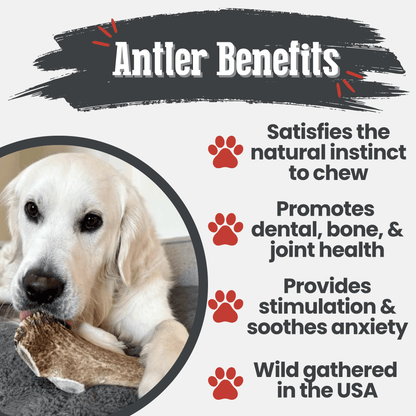 Elk Antler Dog Chews | All-Natural Whole and Split Elk Antler Chews for Dogs - Doot's Pet LLC Collars For A Cause