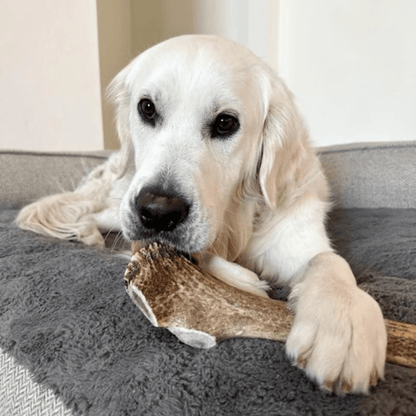 Elk Antler Dog Chews | All-Natural Whole and Split Elk Antler Chews for Dogs - Doot's Pet LLC Collars For A Cause