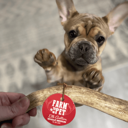 Elk Antler Dog Chews | All-Natural Whole and Split Elk Antler Chews for Dogs - Doot's Pet LLC Collars For A Cause