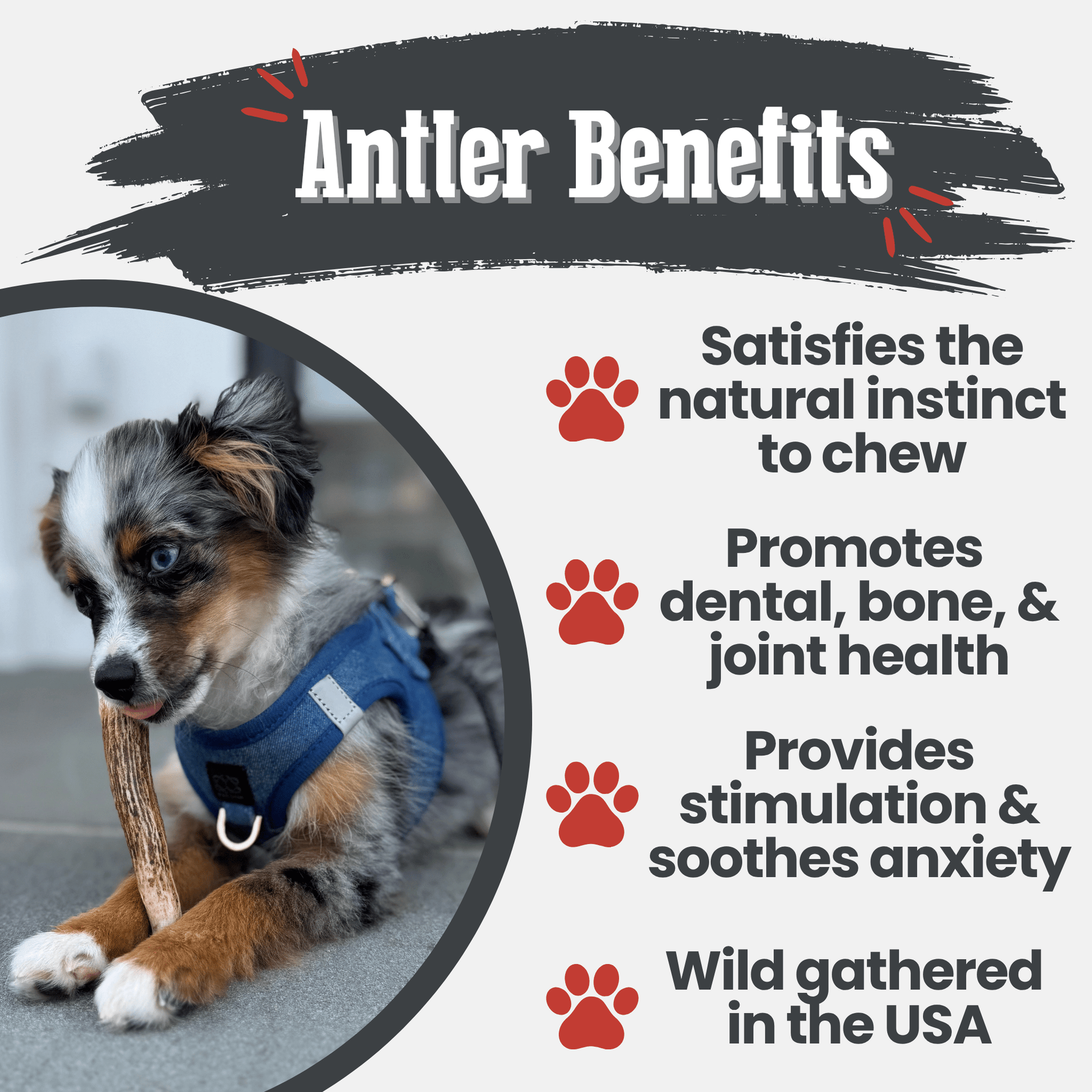 Elk Antler Dog Chews | All-Natural Whole and Split Elk Antler Chews for Dogs - Doot's Pet LLC Collars For A Cause