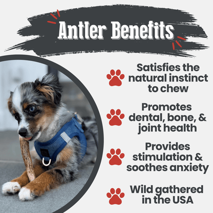 Elk Antler Dog Chews | All-Natural Whole and Split Elk Antler Chews for Dogs - Doot's Pet LLC Collars For A Cause