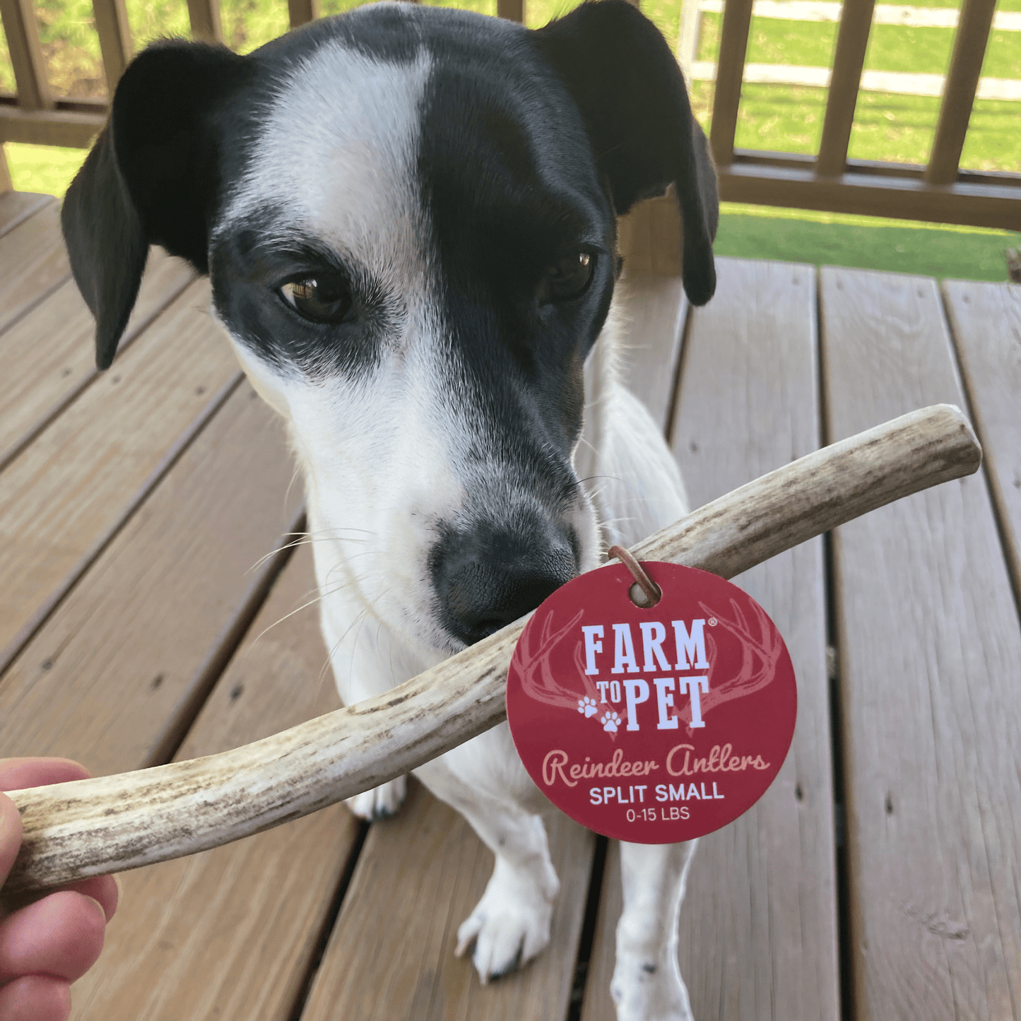 Reindeer Antler Dog Chews | Organic Chews for Dogs - Doot's Pet LLC Collars For A Cause