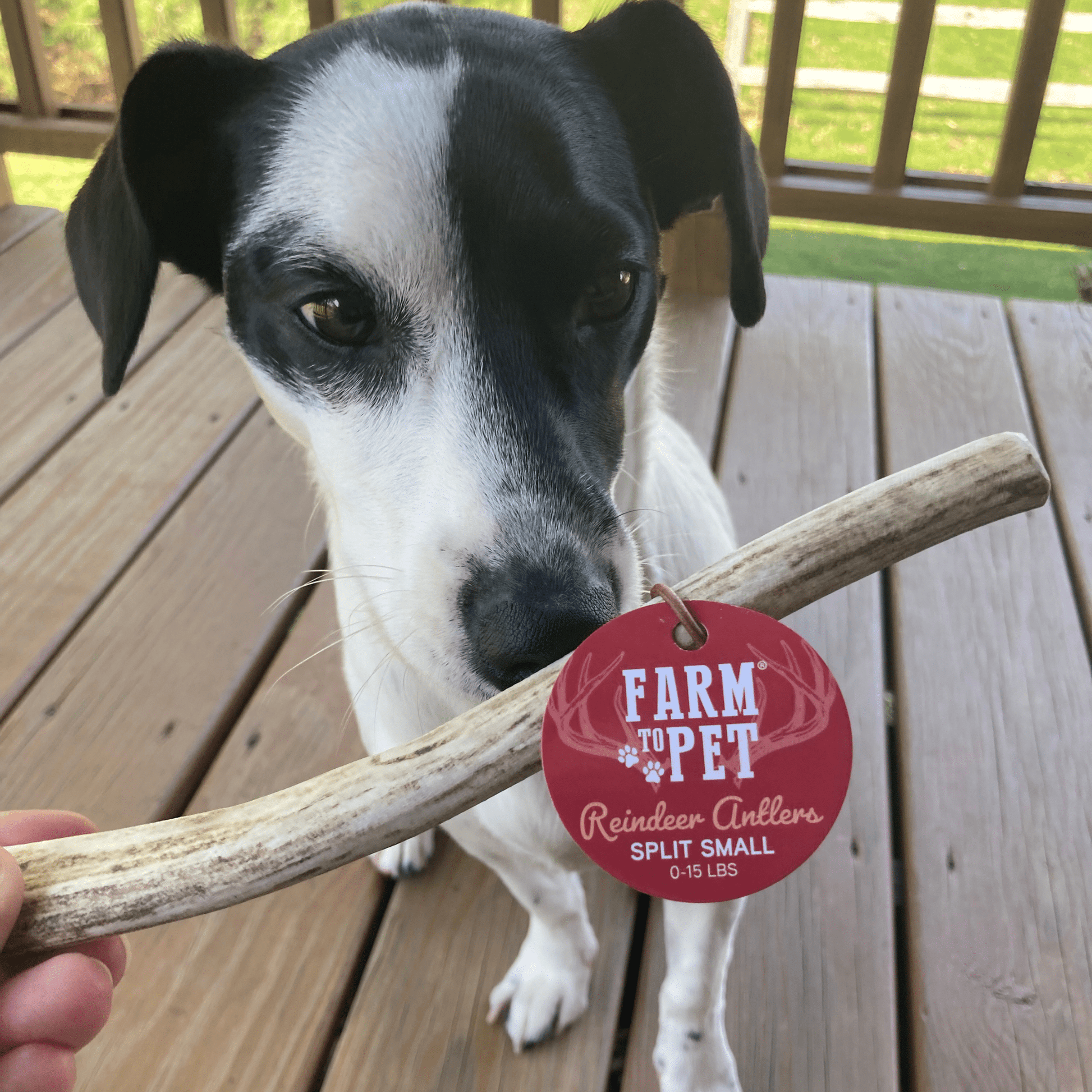 Reindeer Antler Dog Chews | Organic Chews for Dogs - Doot's Pet LLC Collars For A Cause