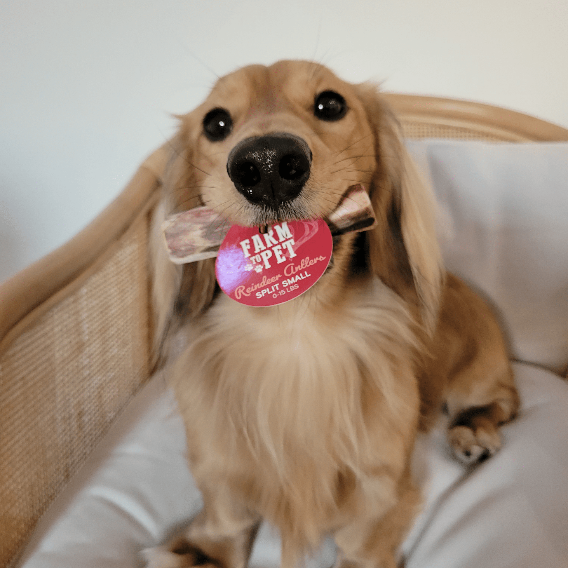 Reindeer Antler Dog Chews | Organic Chews for Dogs - Doot's Pet LLC Collars For A Cause