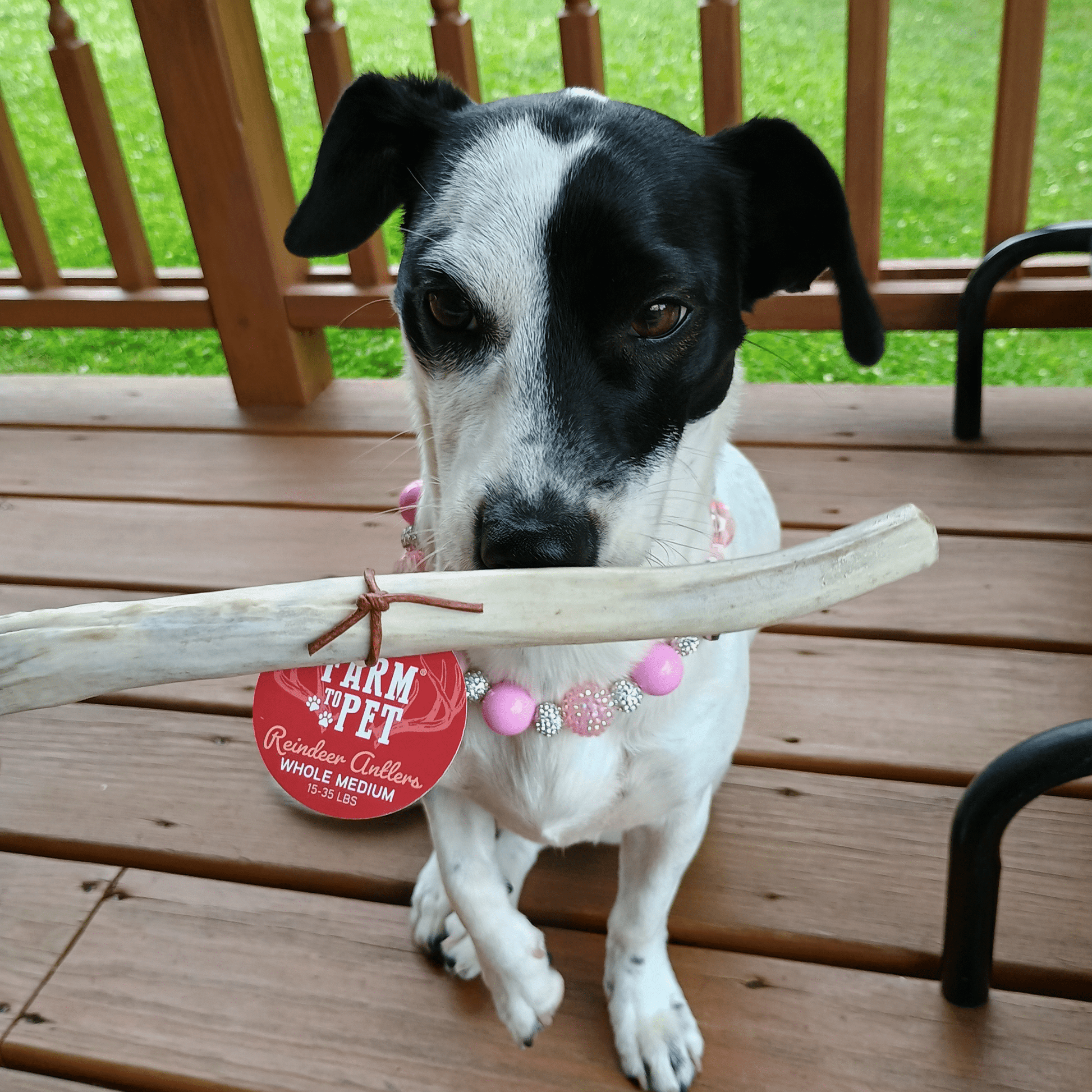 Reindeer Antler Dog Chews | Organic Chews for Dogs - Doot's Pet LLC Collars For A Cause