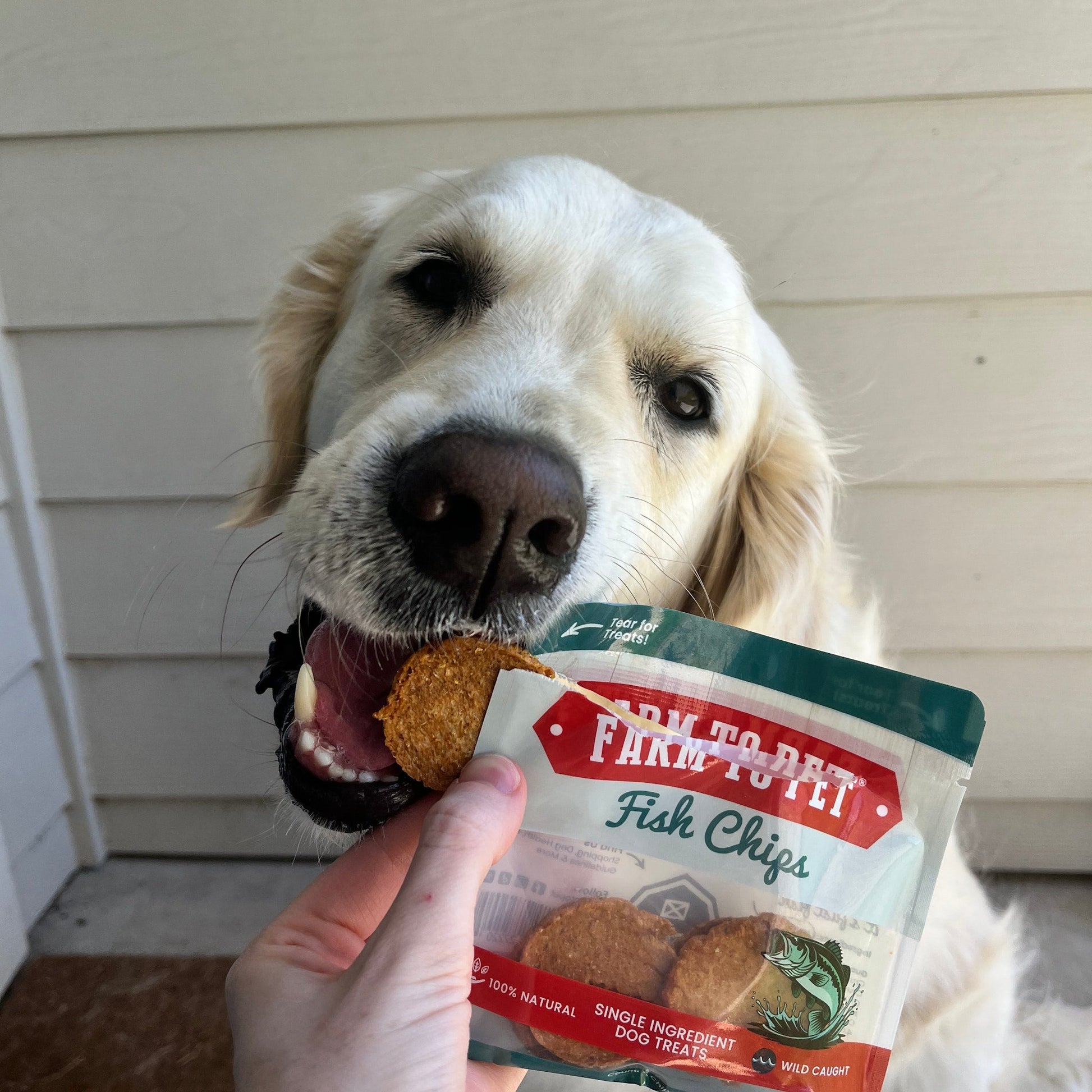 Snack Pack Dog Treat Sampler - Doot's Pet LLC Collars For A Cause
