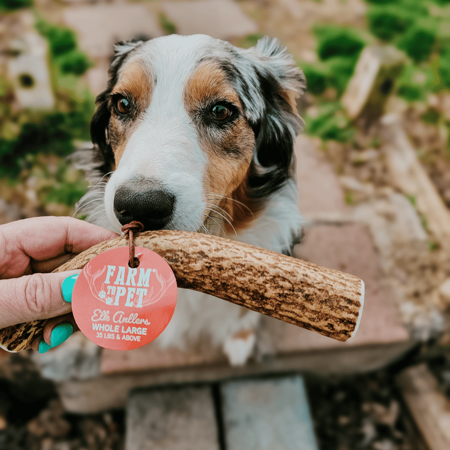 Elk Antler Dog Chews | All-Natural Whole and Split Elk Antler Chews for Dogs - Doot's Pet LLC Collars For A Cause