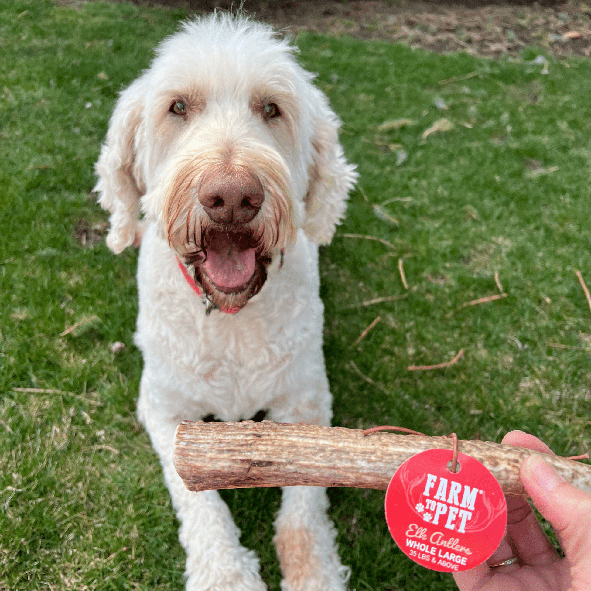 Elk Antler Dog Chews | All-Natural Whole and Split Elk Antler Chews for Dogs - Doot's Pet LLC Collars For A Cause