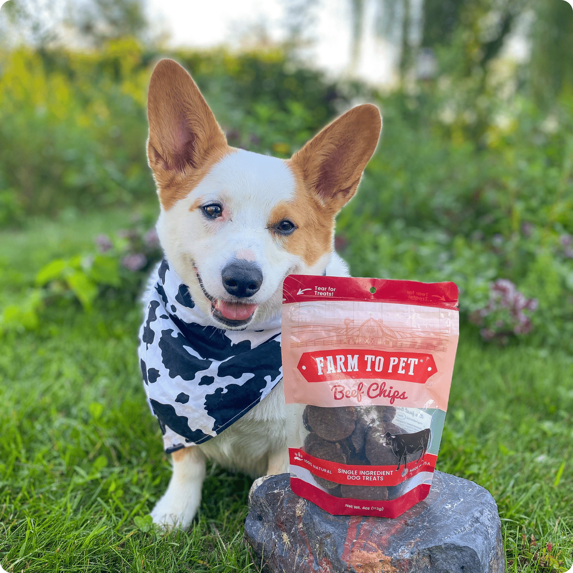 Beef Chips Dog Treats | Single-Ingredient Healthy Treats for Dogs - Doot's Pet LLC Collars For A Cause