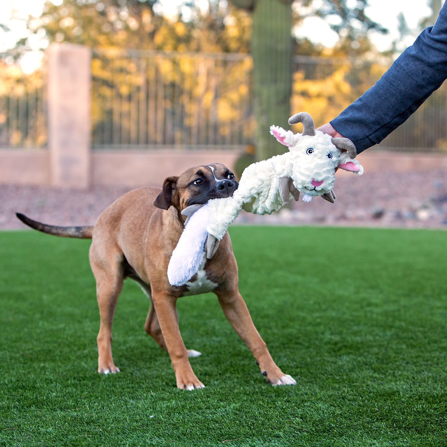 Fat Tail - Doot's Pet LLC Collars For A Cause