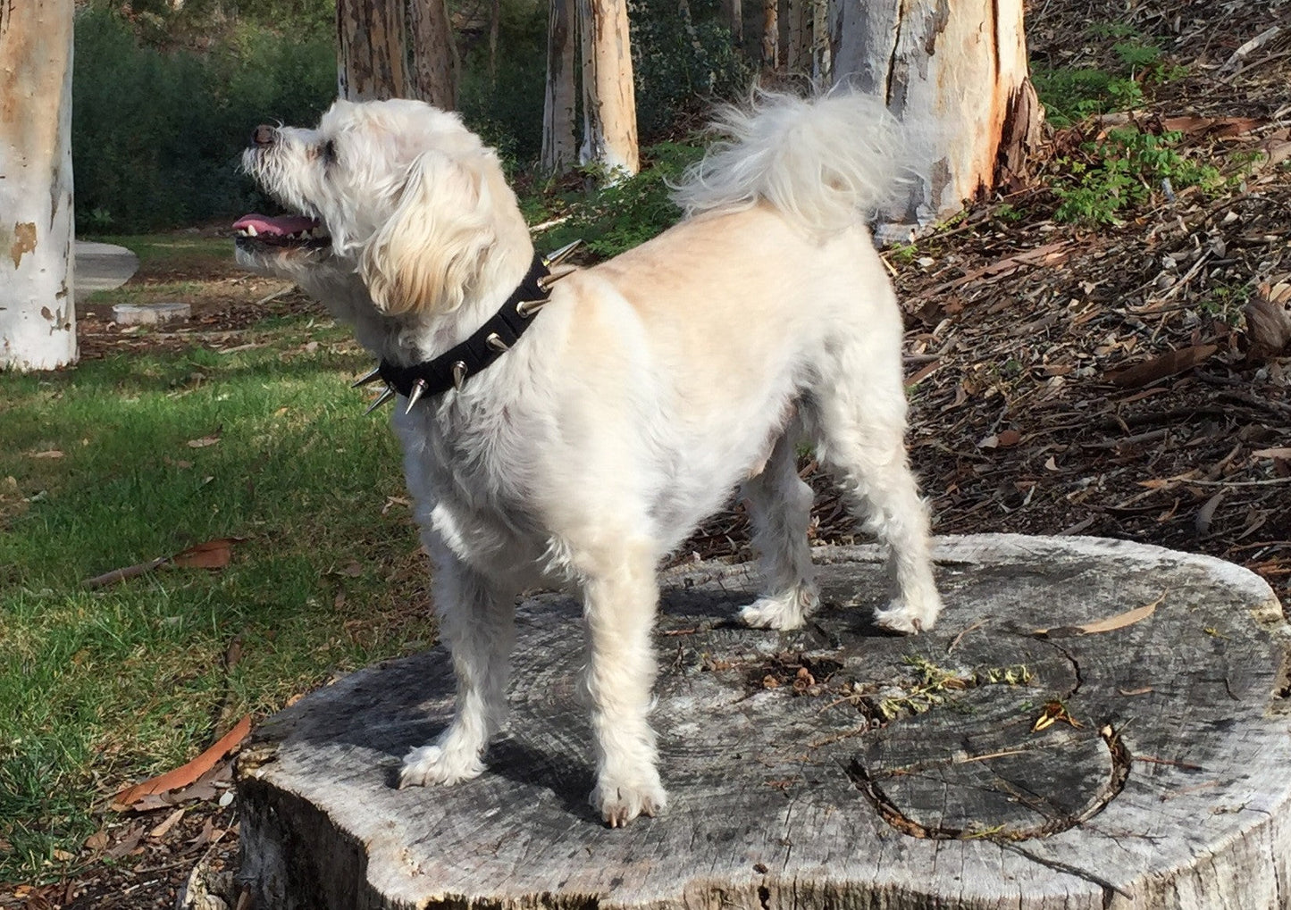 CoyoteCollar - Doot's Pet LLC Collars For A Cause