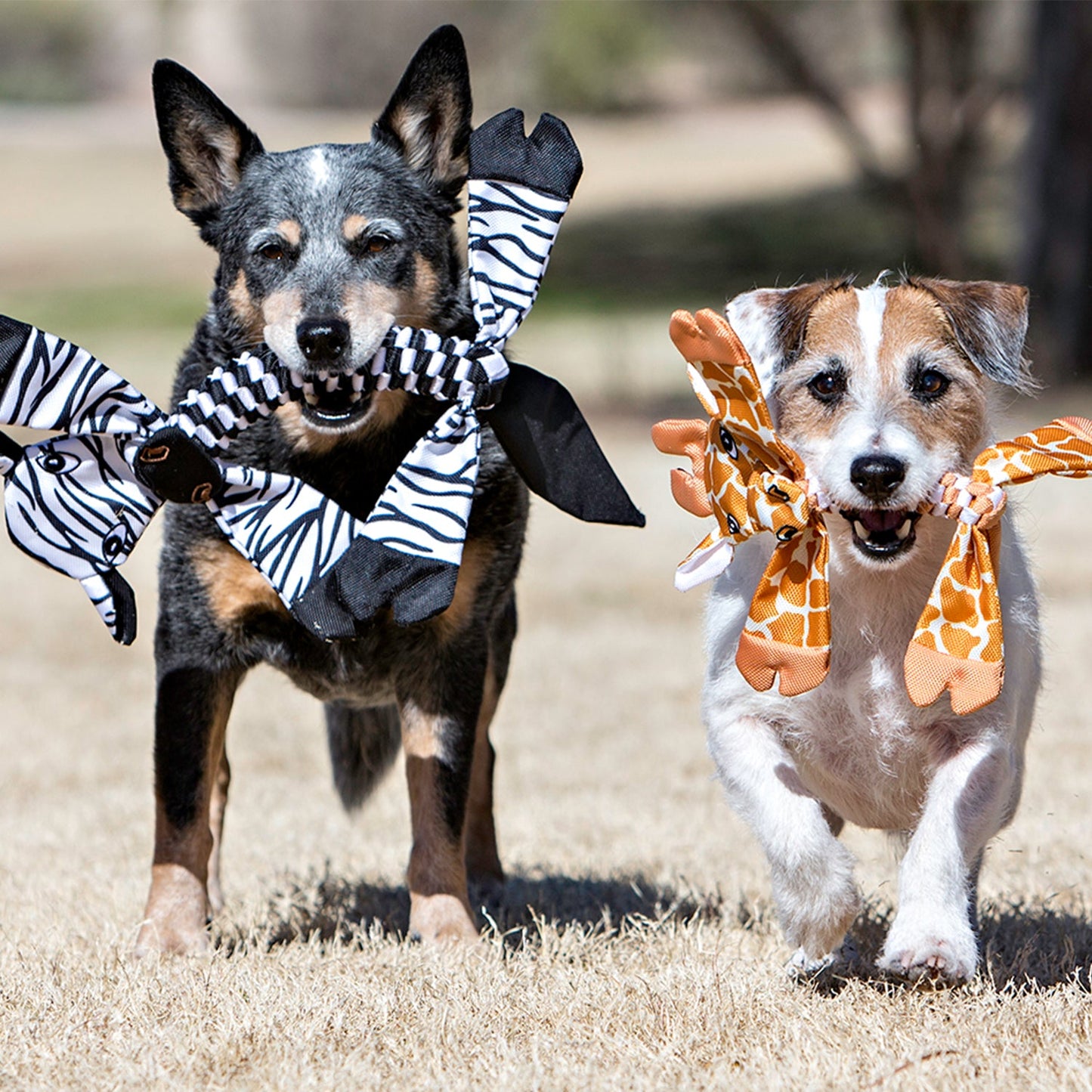Flatheads - Doot's Pet LLC Collars For A Cause