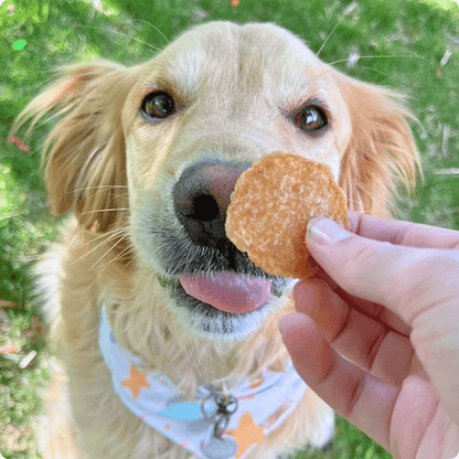 Chicken Chips for Dogs | All-Natural Single-Ingredient Dog Treats - Doot's Pet LLC Collars For A Cause