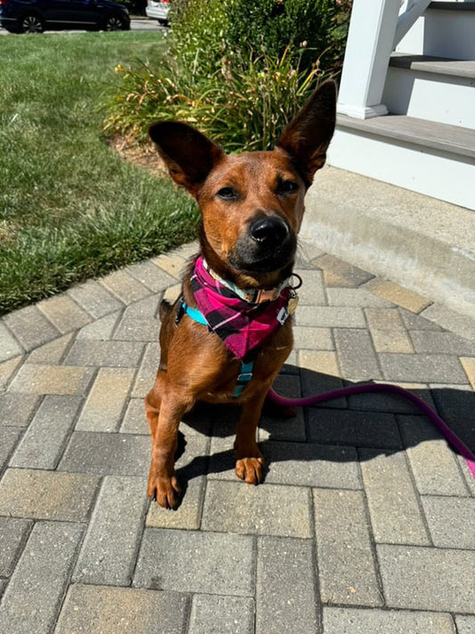 Pink Plaid Bandana